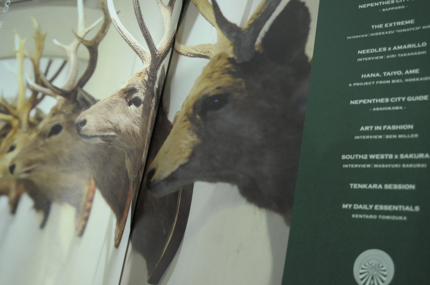 Nepenthes in print #18